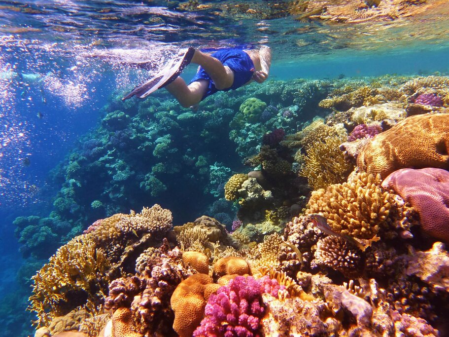 Person snorkeling near a colorful coral reef