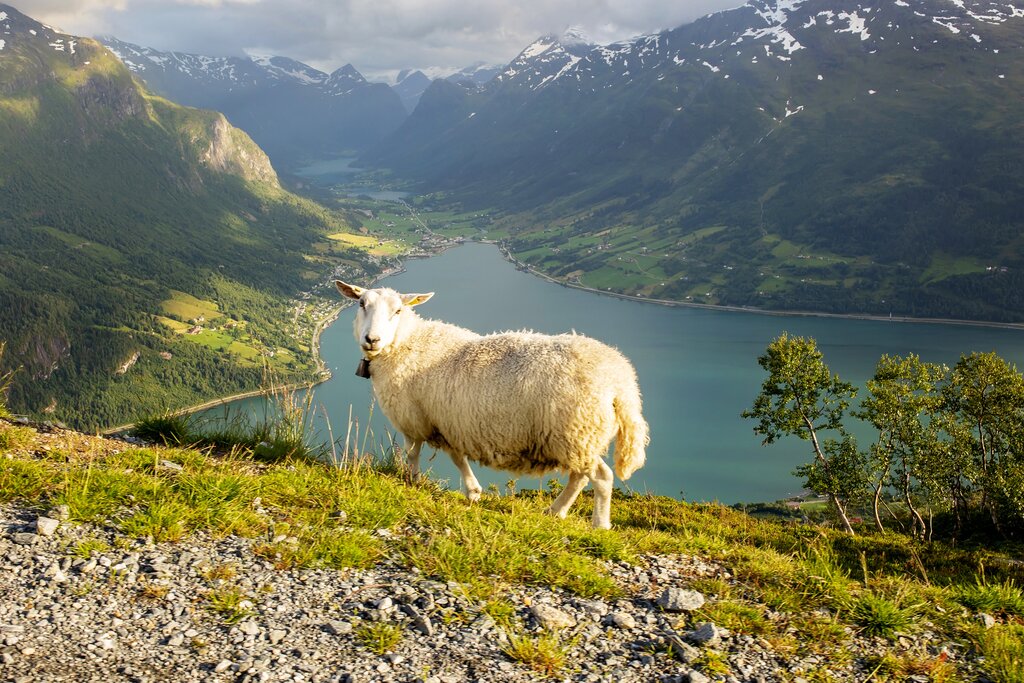 Sheep in Norway