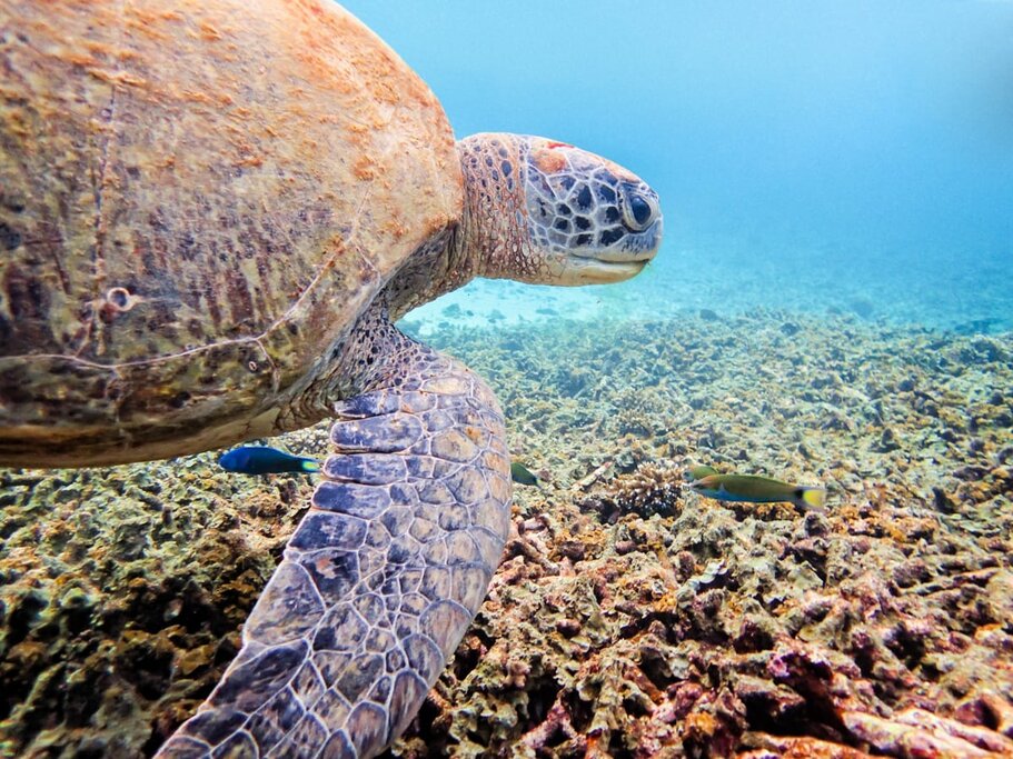 Full Day Tour to Koh Tao and Koh Nangyuan