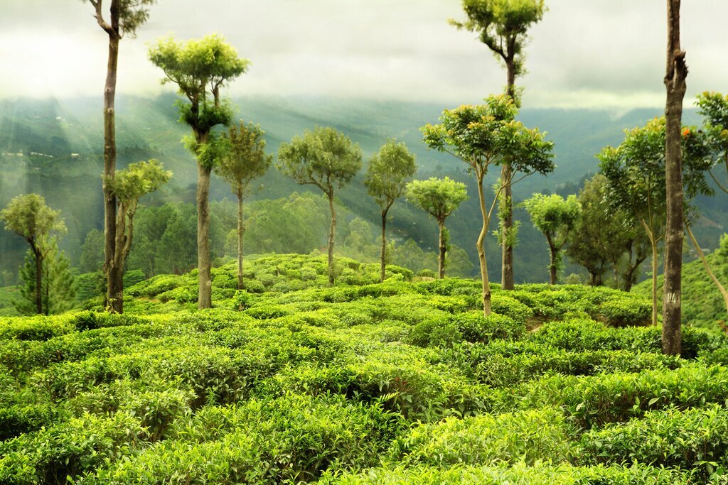 Explore tea plantations in the lush countryside