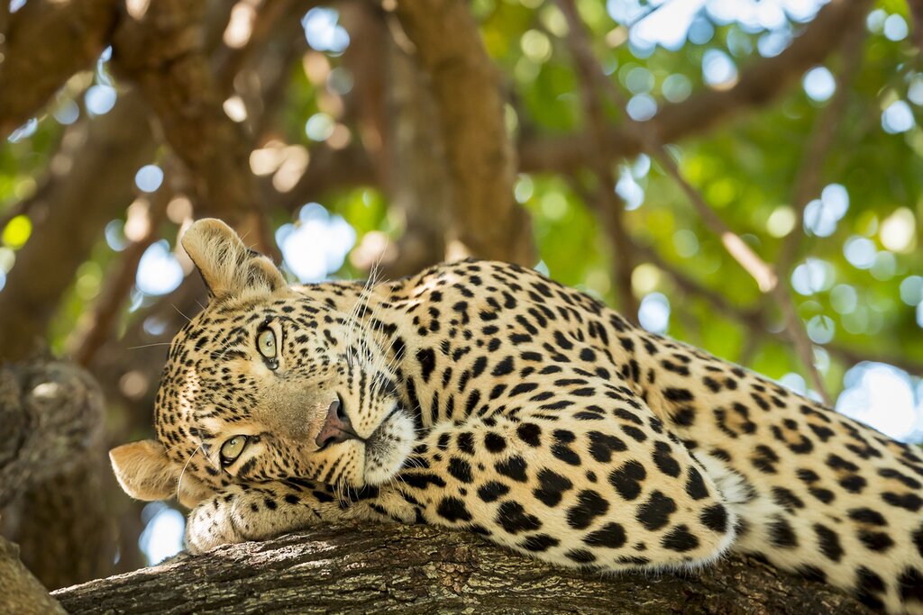 A leopard relaxes in a tree in Serengeti National Park