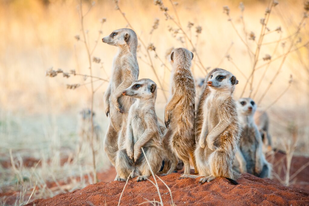 See wild meerkats