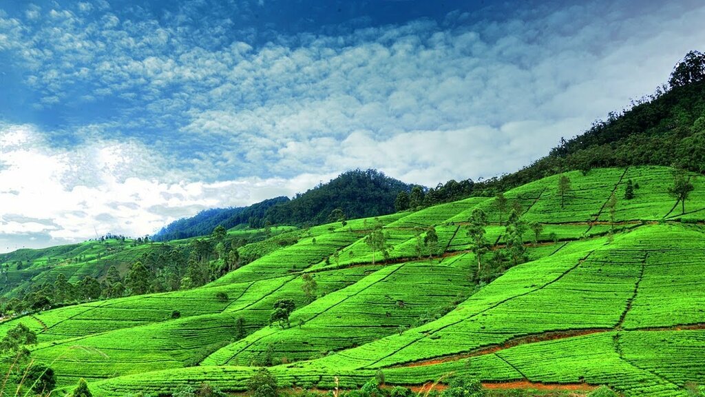 Lush tea-growing landscapes around Giragama