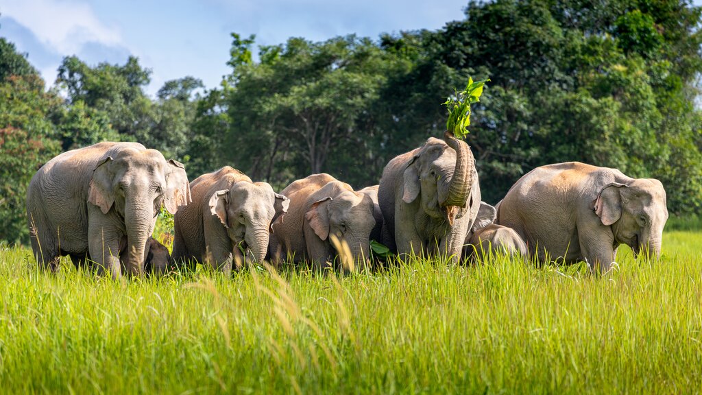 Elephants