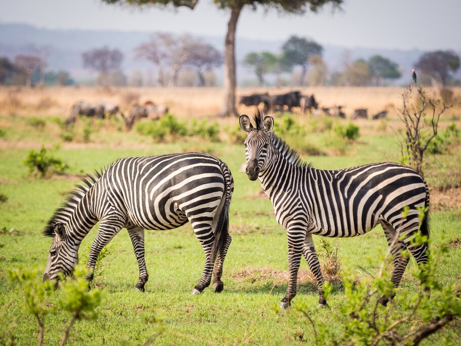 Zebras on the savanna
