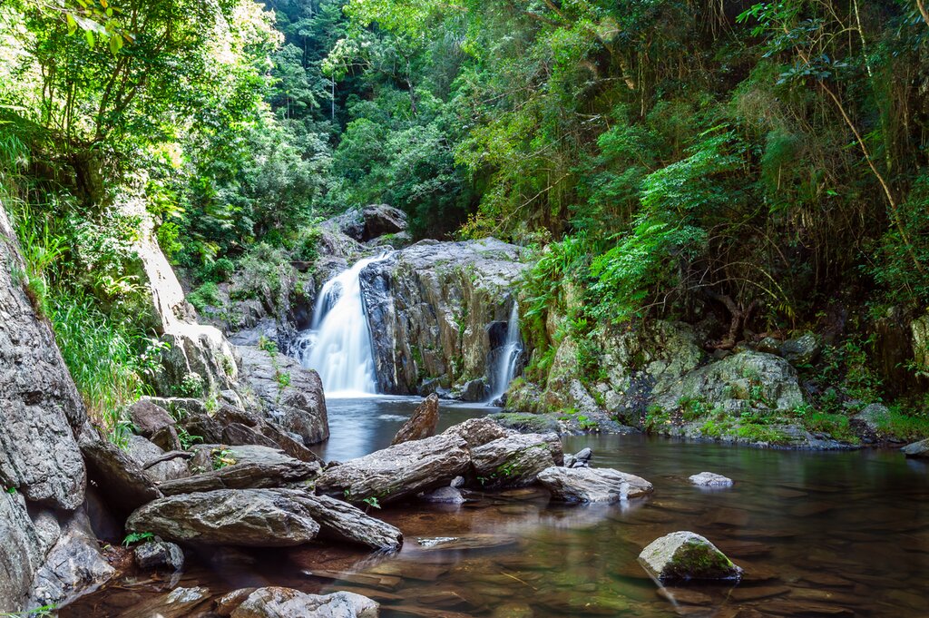 Spot endemic wildlife around the rainforest
