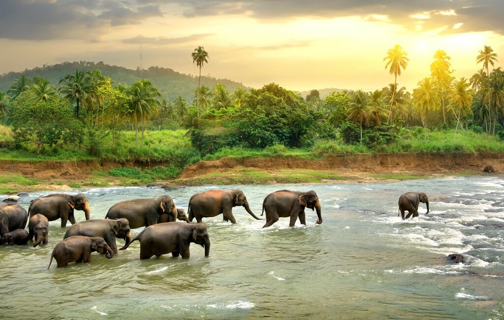 Spend two nights at a luxury elephant camp in Khao Sok