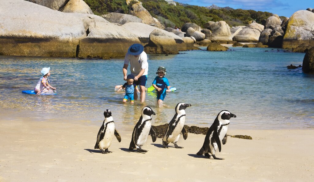 The adorable penguins on Boulders Beach