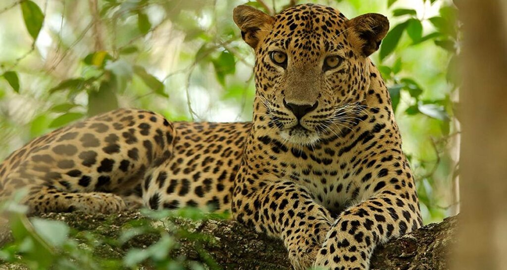 Engage on an afternoon jungle safari ride at Wilpattu