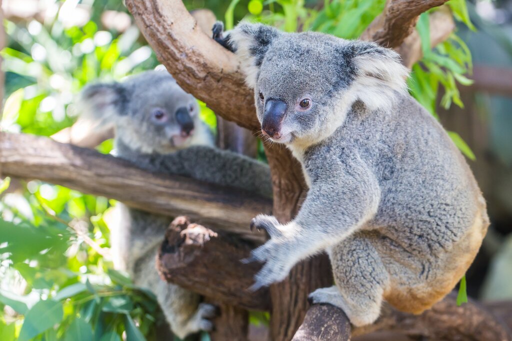 Mirimar - Koala Cruise (Return River Cruise & entry to Lone Pine Koala Sanctuary)