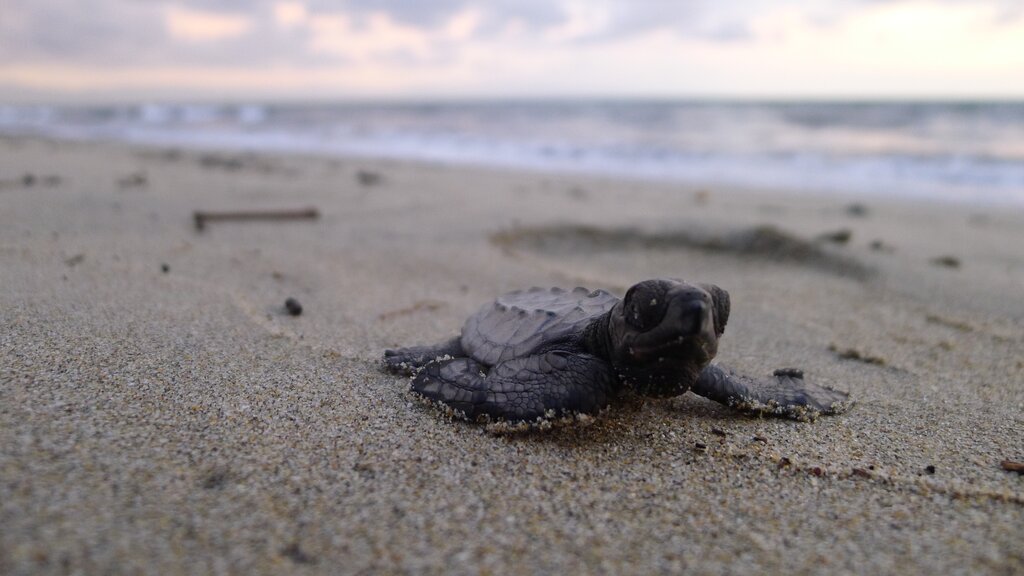 Sea Turtle Camp Visit