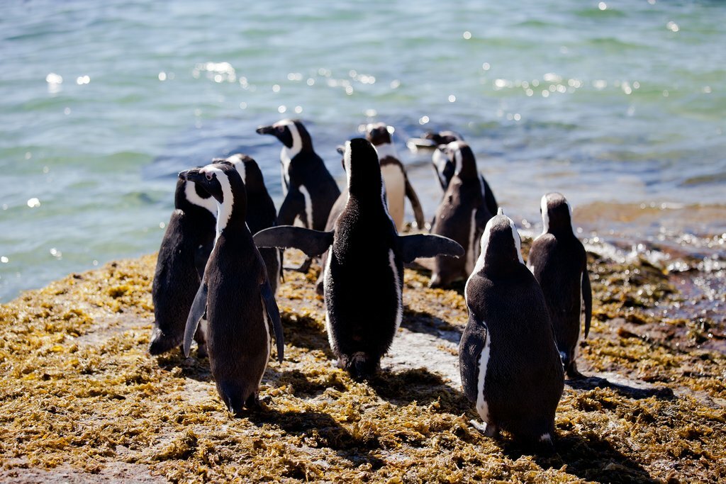 Play with the penguins