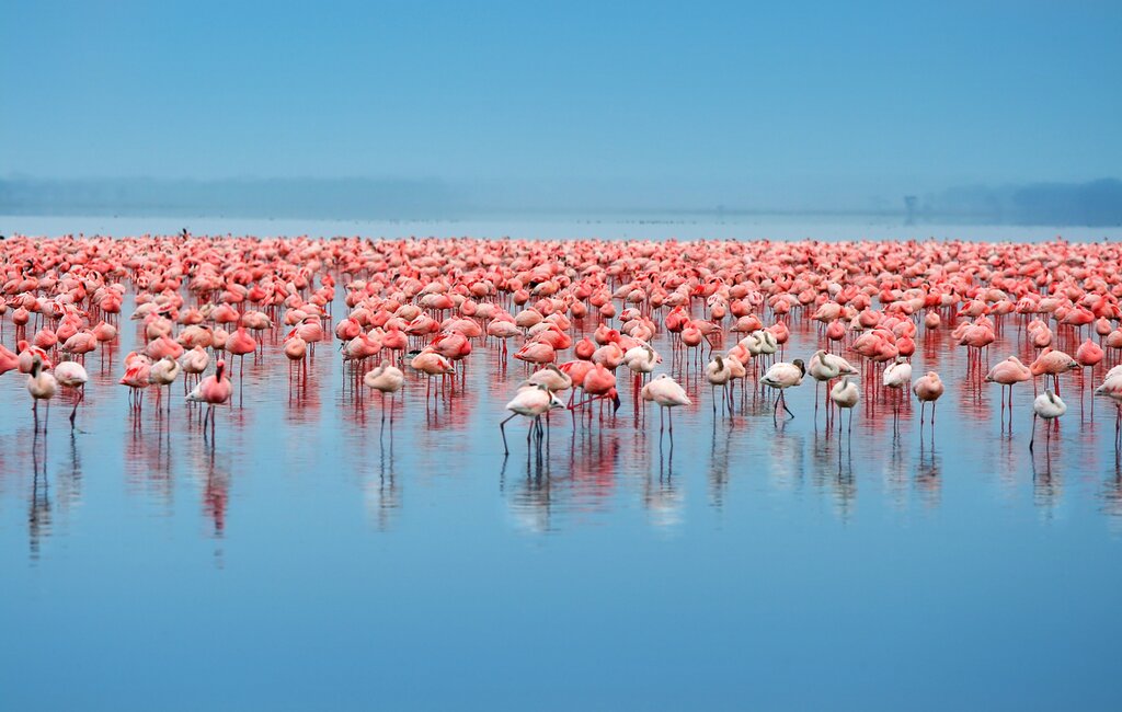 Visit Lake Nakuru to see the flocks of flamingoes