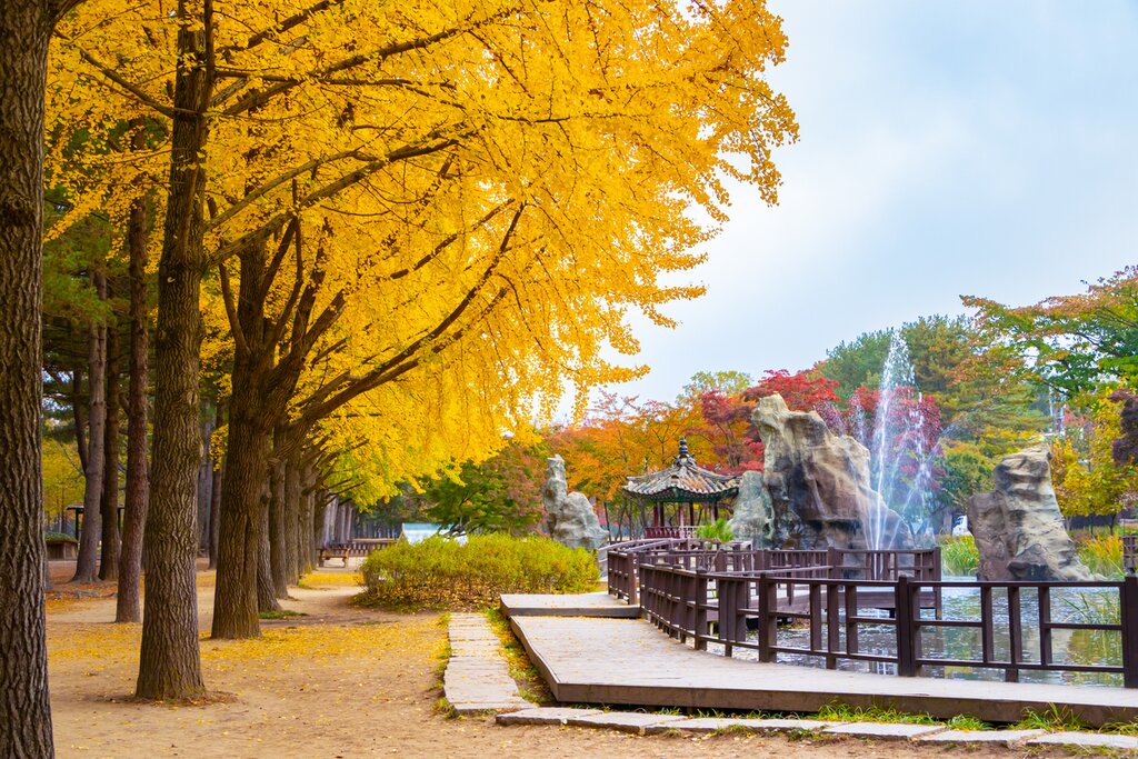 Walk amid the ginkgo trees on half-moon shaped 2.40-mile (4 km) Nami Island