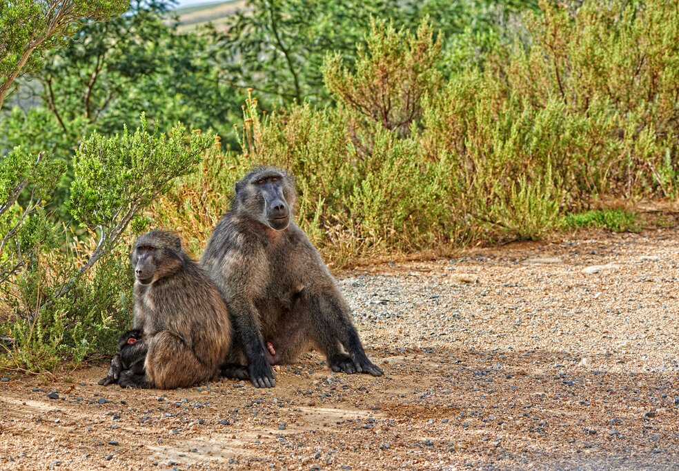 Hang out with the baboons