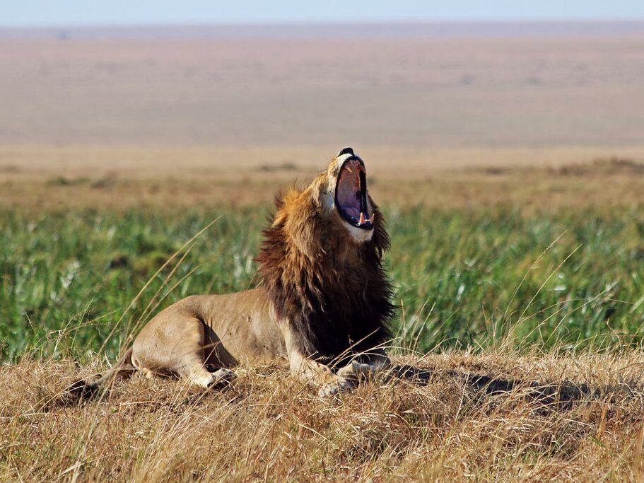 Masai Mara National Reserve