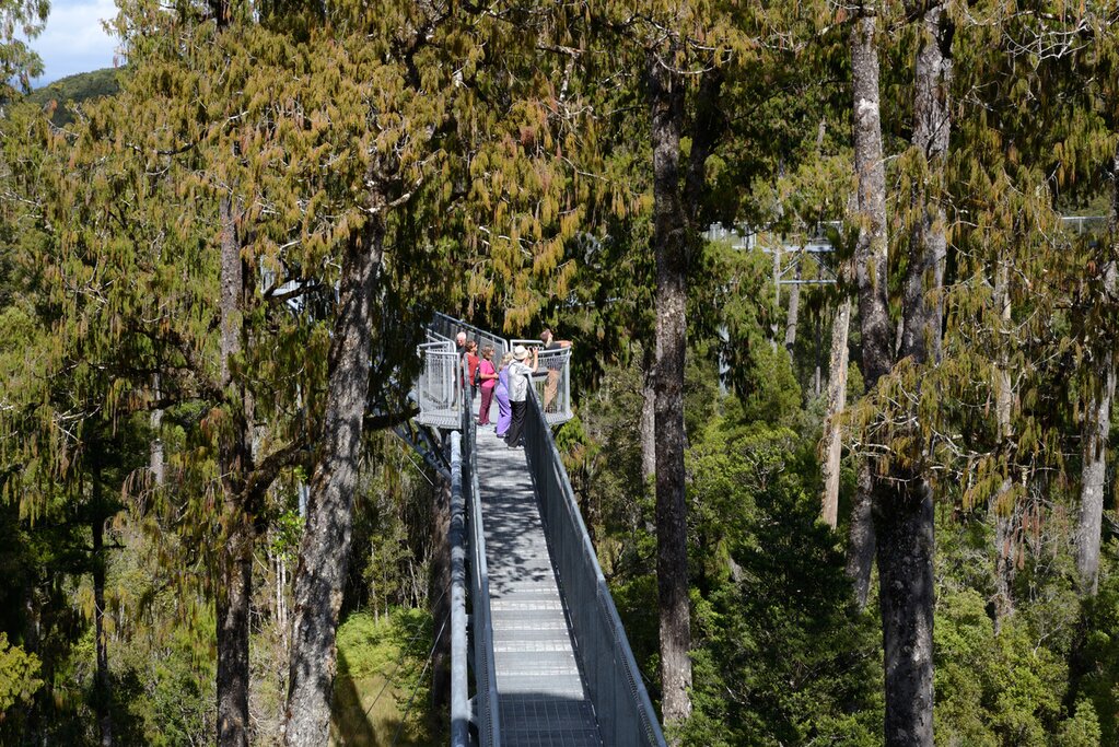 Visitors enjoy the view of temperate rainforest and the mountains from the 20m high viewing platform on the Treetops Walk.