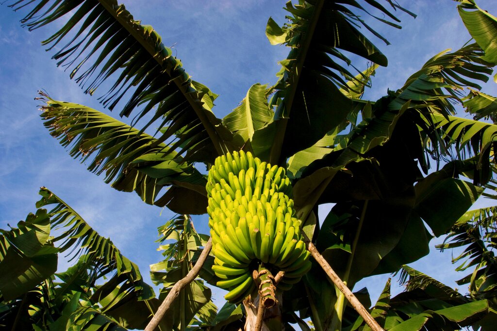 Fruits of a banana tree (Musa) La Palma