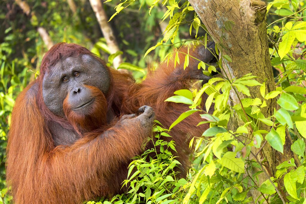 See orangutans in the wild in Borneo
