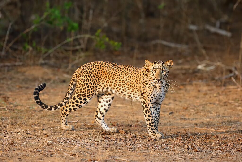 Search for the elusive Sri Lankan leopard in Wilpattu National Park