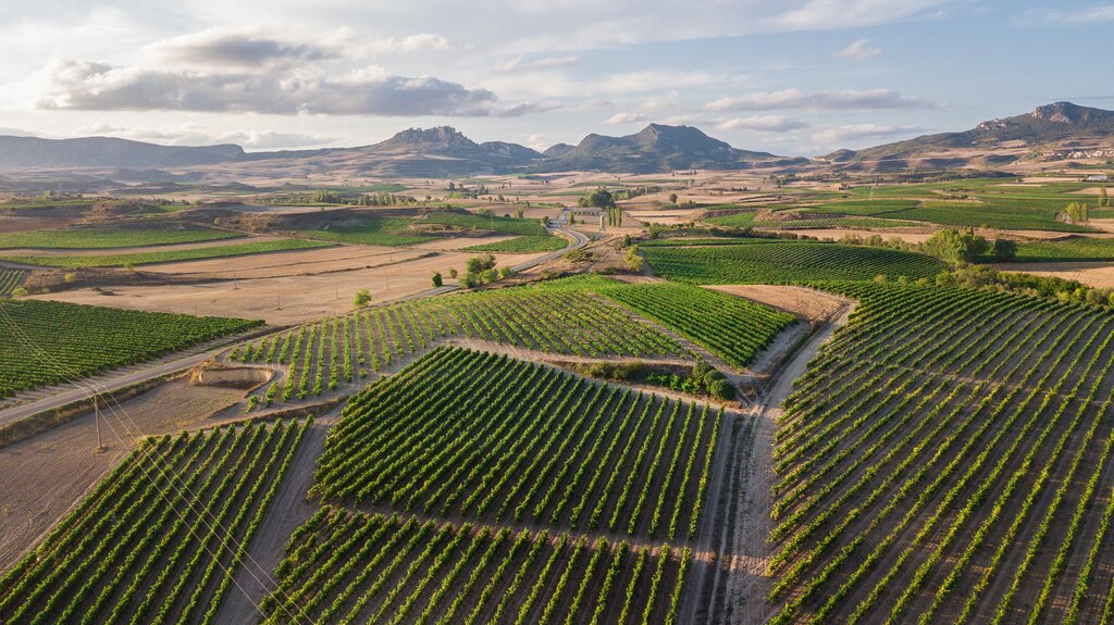 Vineyards of La Rioja