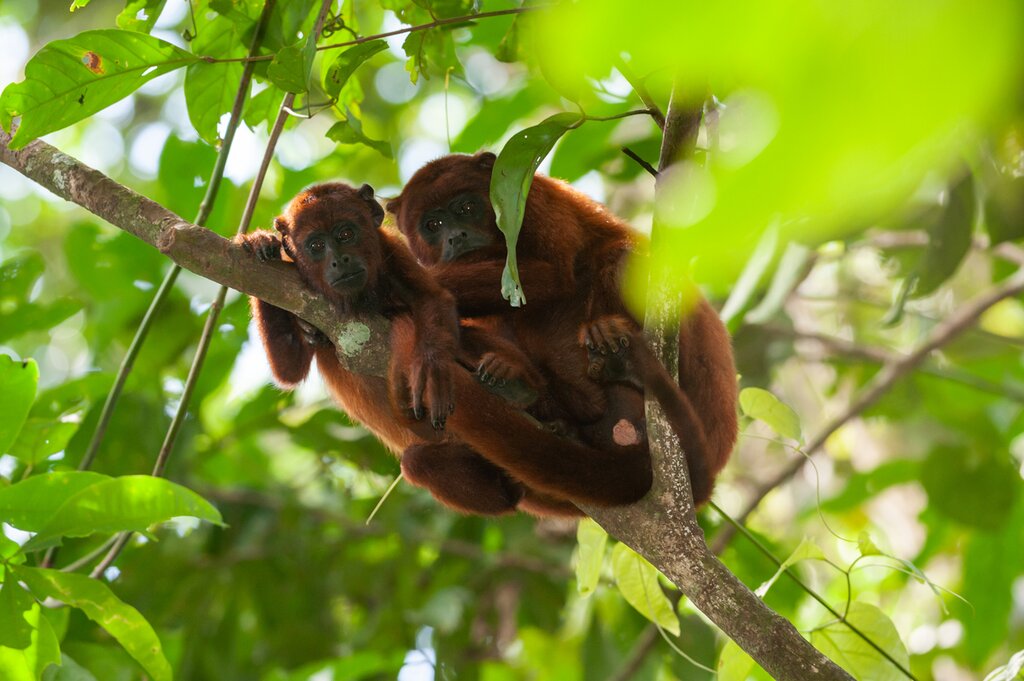 Red howler
