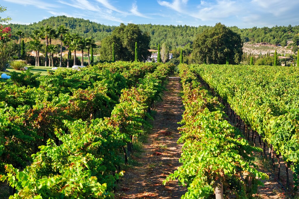 Vineyard in Turkey