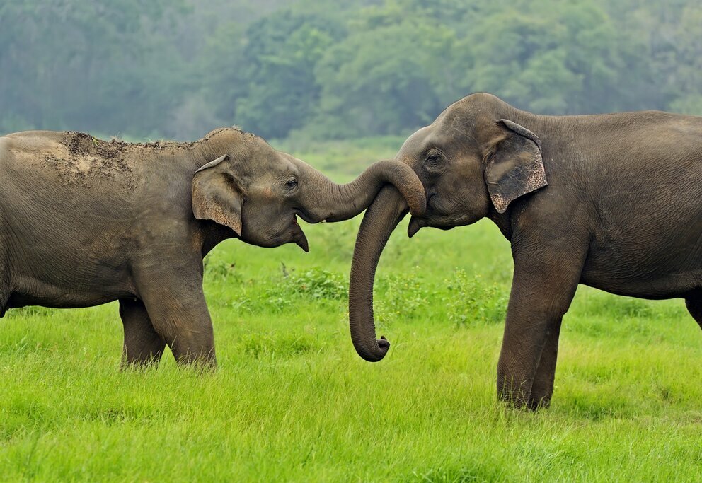 Elephants playing in Sri Lanka