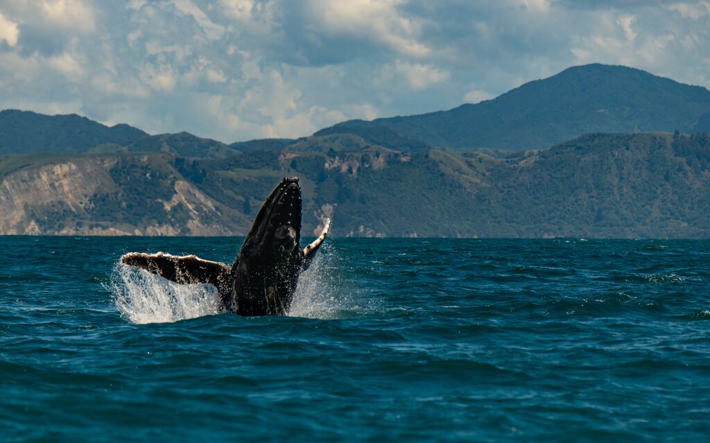 Whale watching Kaikoura