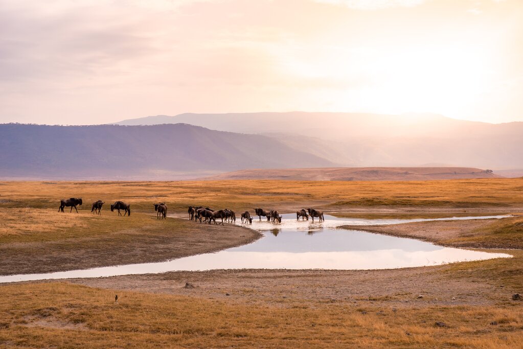Herd of gnus and wildebeests in the Ngorongoro crater National Park