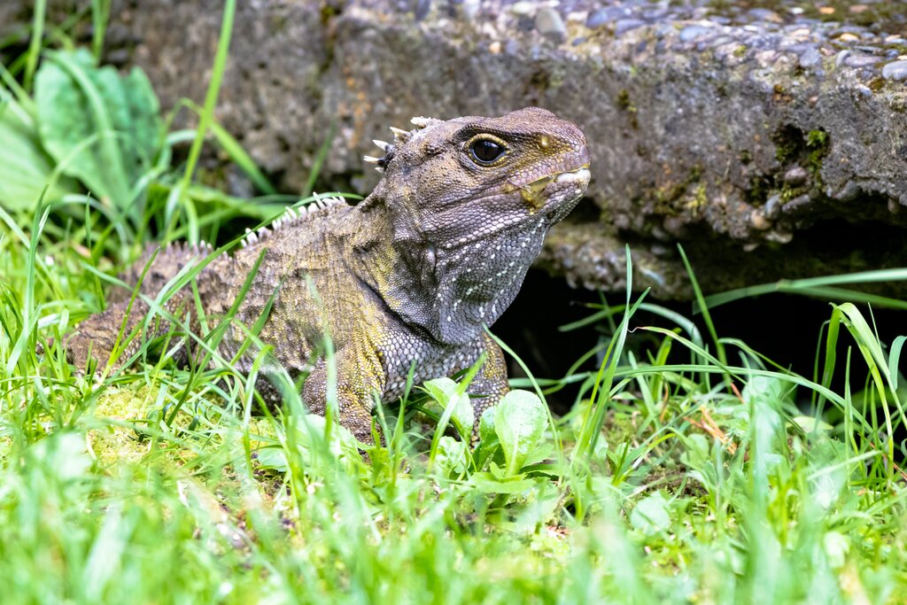 Tuatara