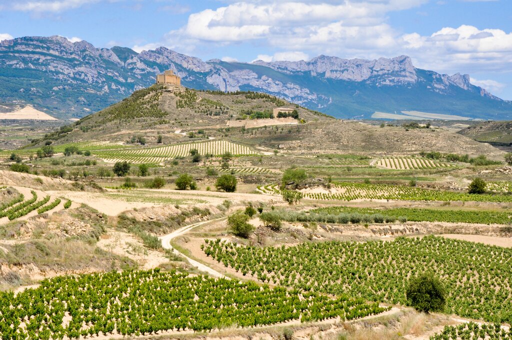 Vineyards in La Rioja