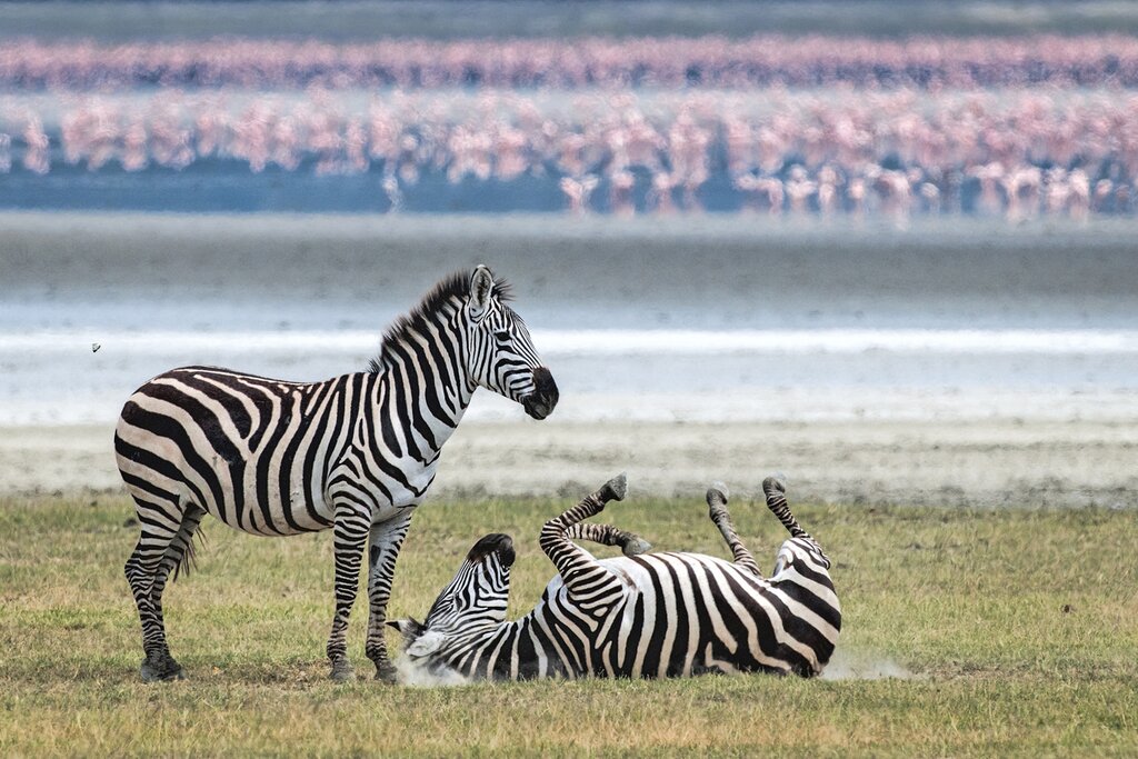 Admire the zebras and flamingoes in the Ngorongoro Conservation Area