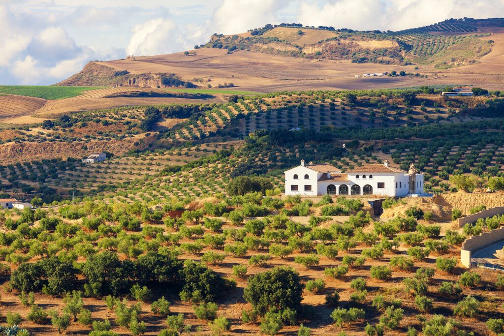 Typical Andalusian landscape of olive groves surrounding a cortijo (farmhouse)