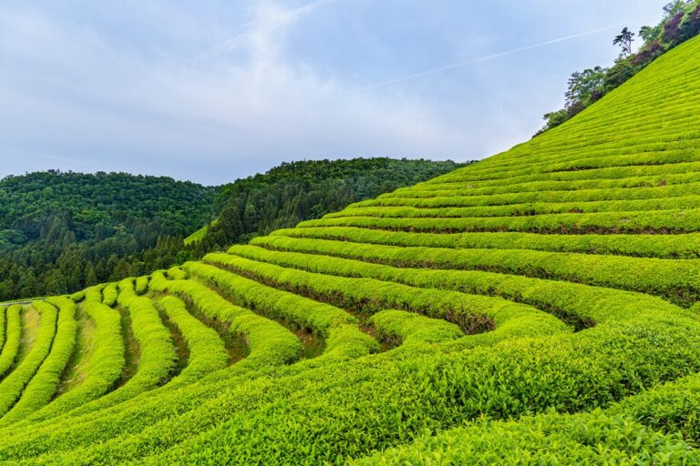 South Korea In May Travel Tips Weather More