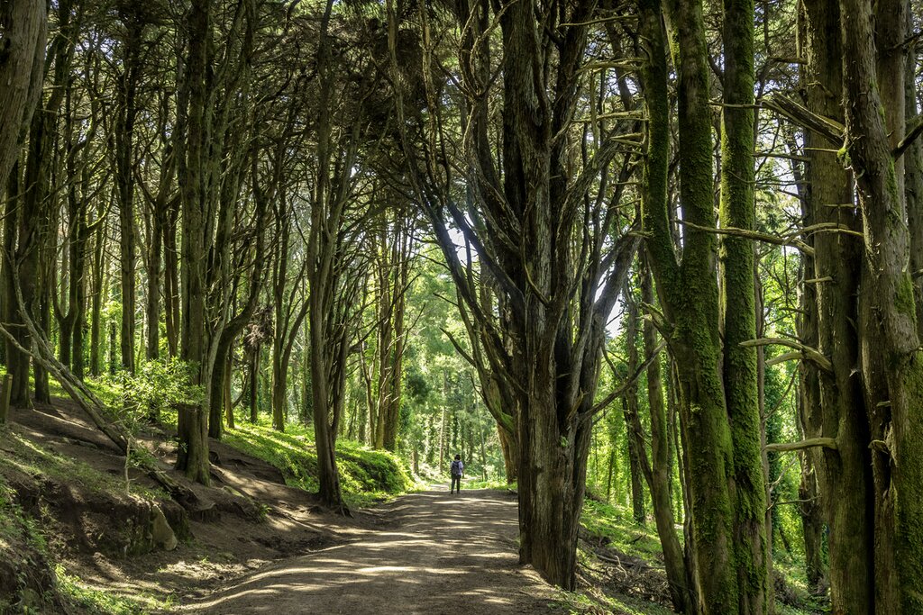 Hike in the mystical forests of Sintra