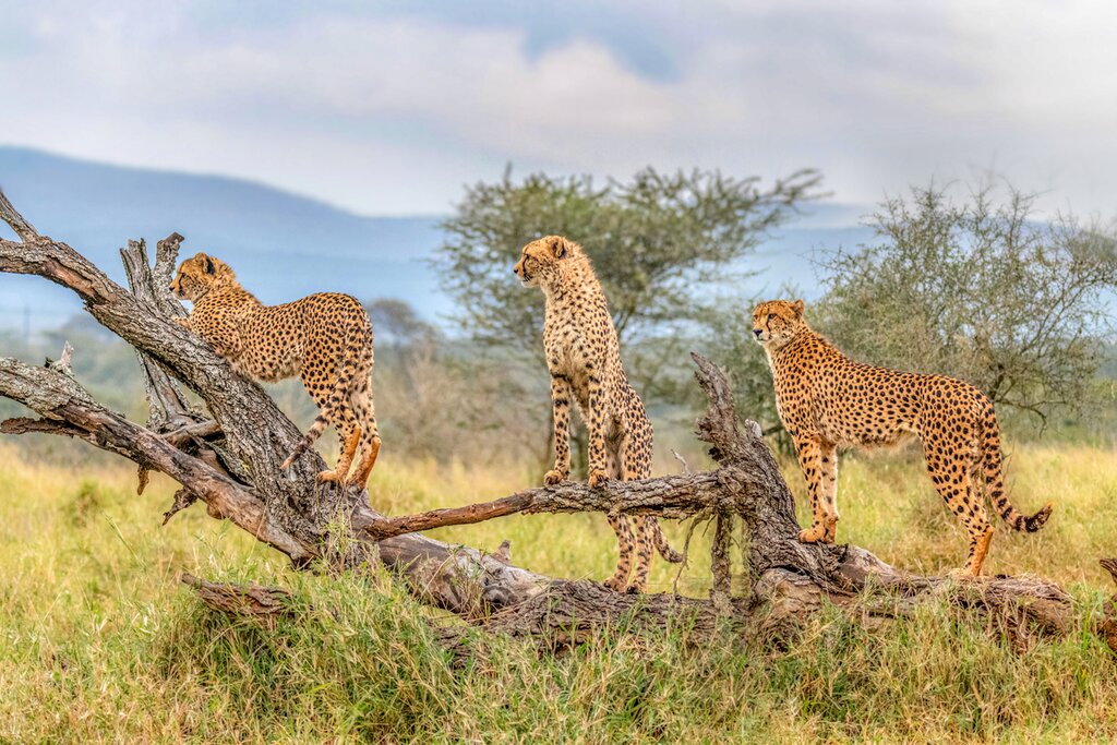 You'll have an excellent chance of seeing big cats like cheetahs in both Kruger and Sabi Sands