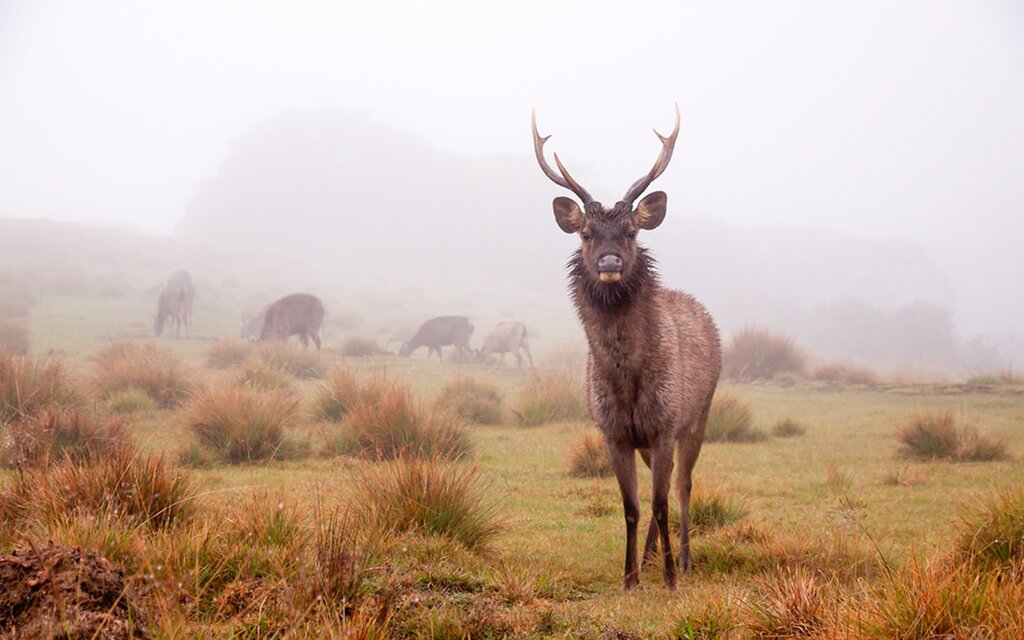 Horton Plains National Park Hike