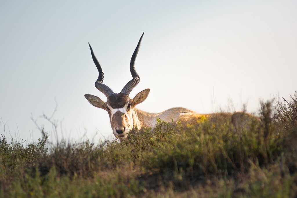 Embarking on a Wildlife Safari Souss Massa NP