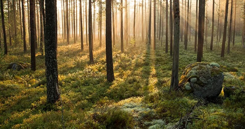 Day Trip to Tiveden National Park: A Hiker's Paradise