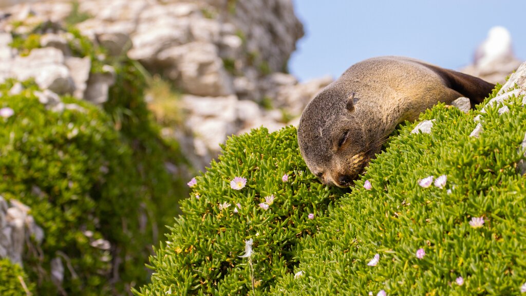 Kaikoura Coast Track 2 nights - Day 2