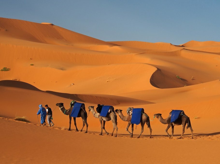 A train of camels in the Sahara Desert