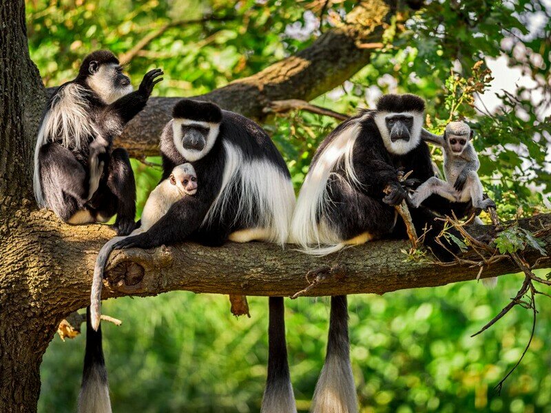 Primate Watching Guided Tour