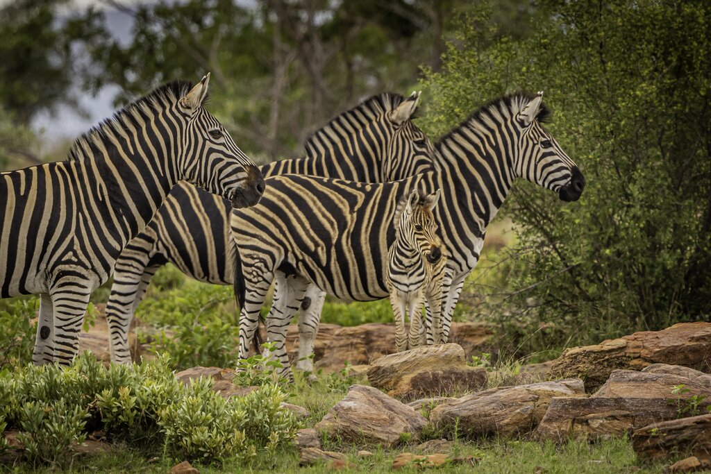 Embark on game drives and bush walks South Africa's Limpopo Province