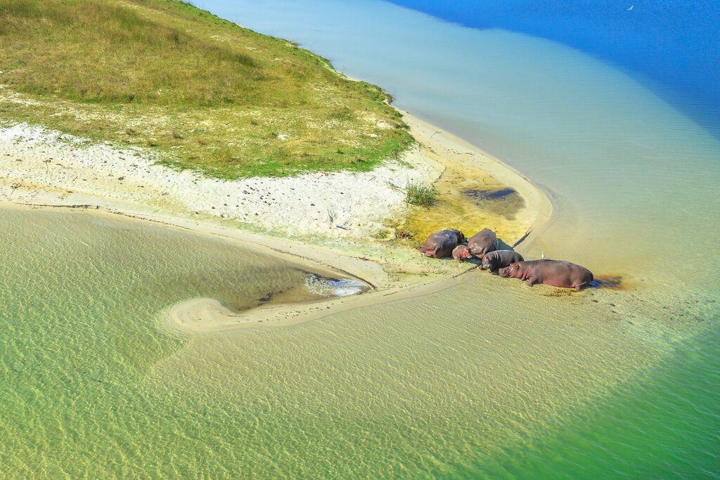 Aerial view of cape hippopotamus family resting on a shore of St Lucia Estuary within iSimangaliso Wetland Park, South Africa