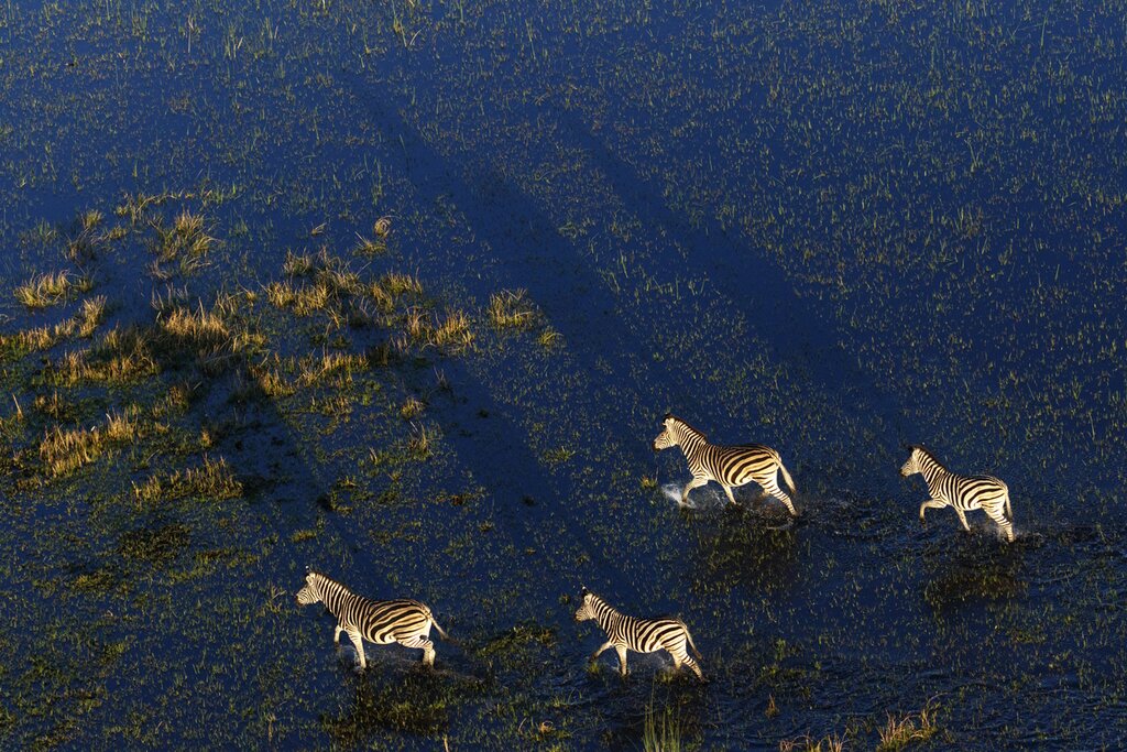 Cruise down the Okavango Delta's waterways on a motorboat or canoe in search of wildlife