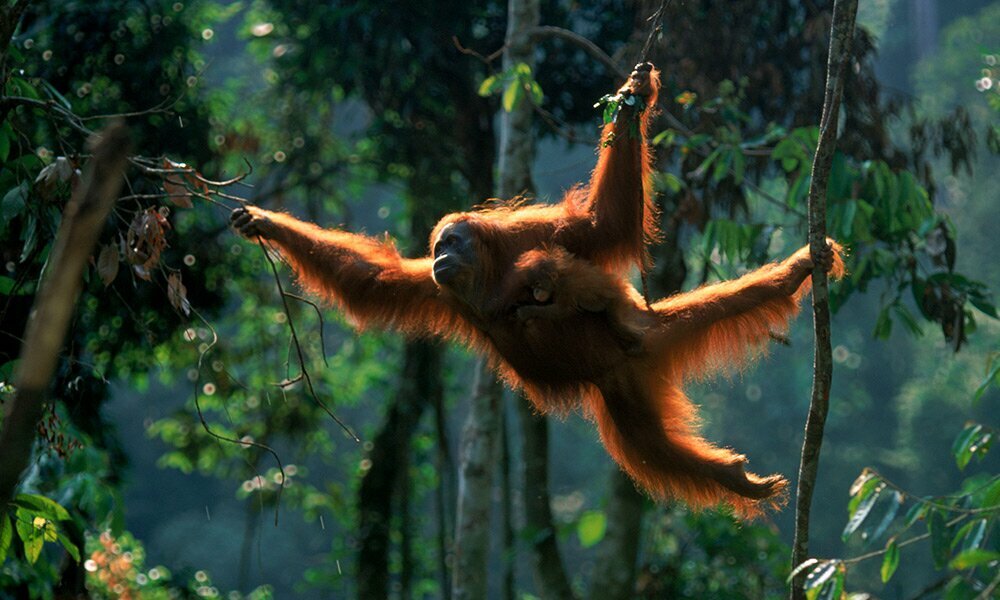 Keep an eye out for orangutans in East Malaysia