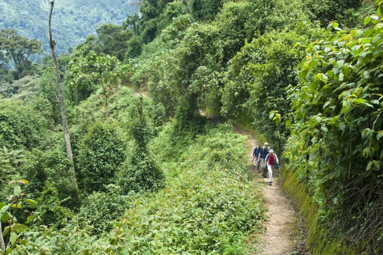 Highlights of Rwanda: Kigali, Volcanoes National Park & Nyungwe - 7 Days