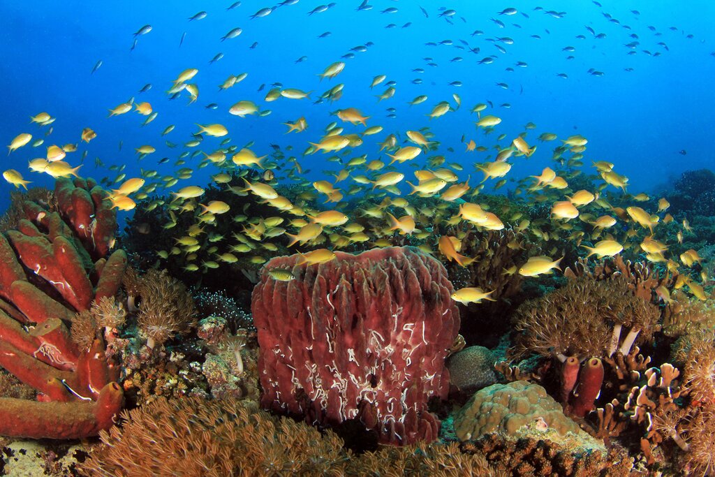 Diving and Snorkeling in Moalboal: Pescador Island