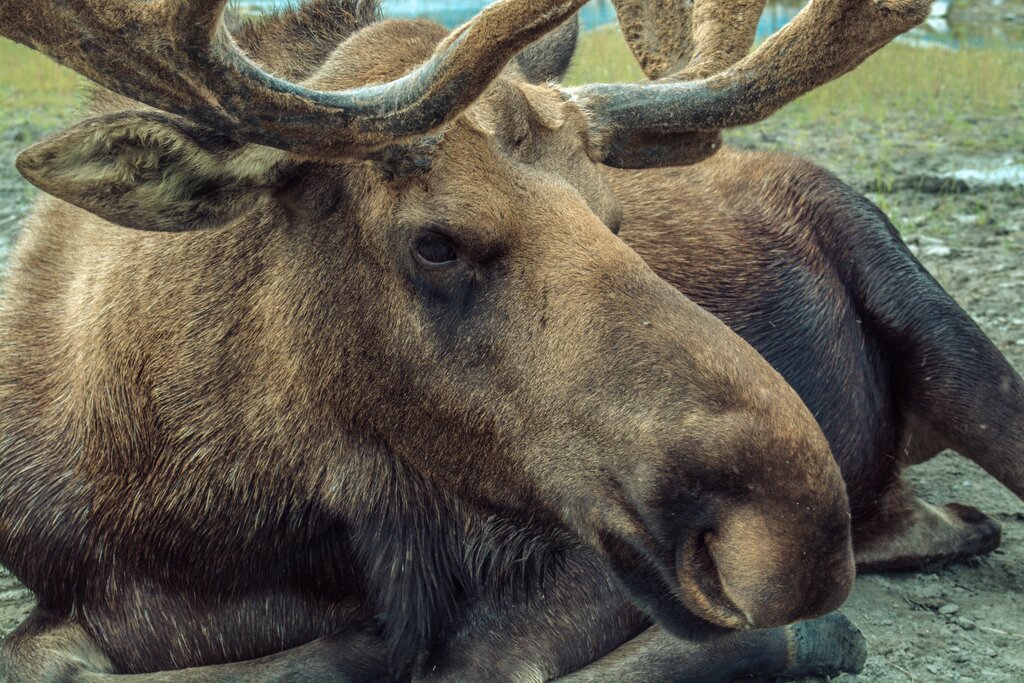 Skullaryd Moose Park